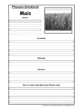 Pflanzensteckbrief-Mais-SW.pdf